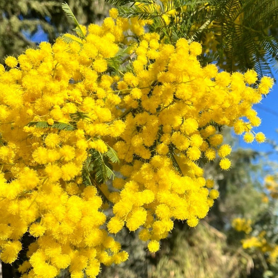 Diffuseur La Promenade "Sur les collines de Mimosa"