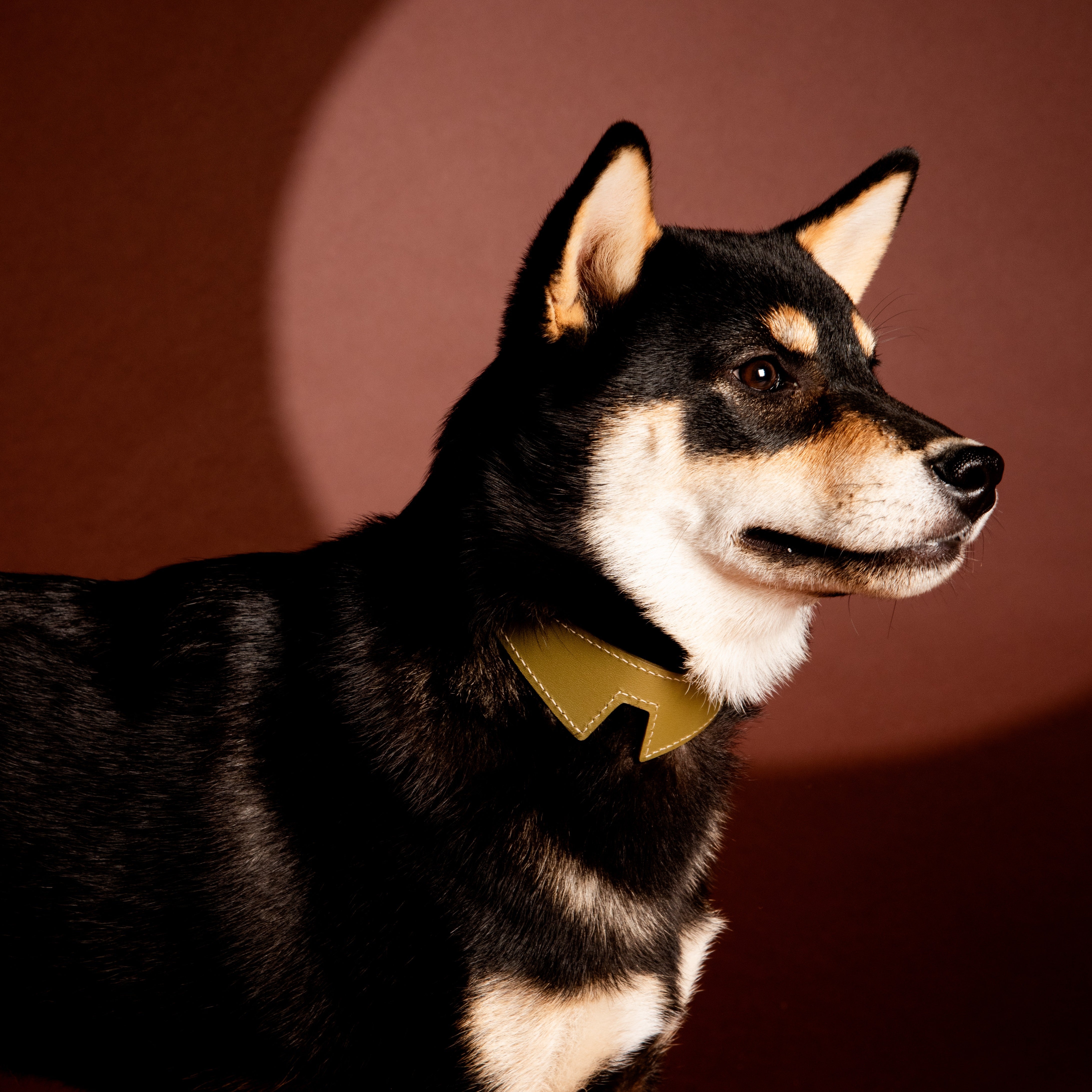 Le Collier Indompté