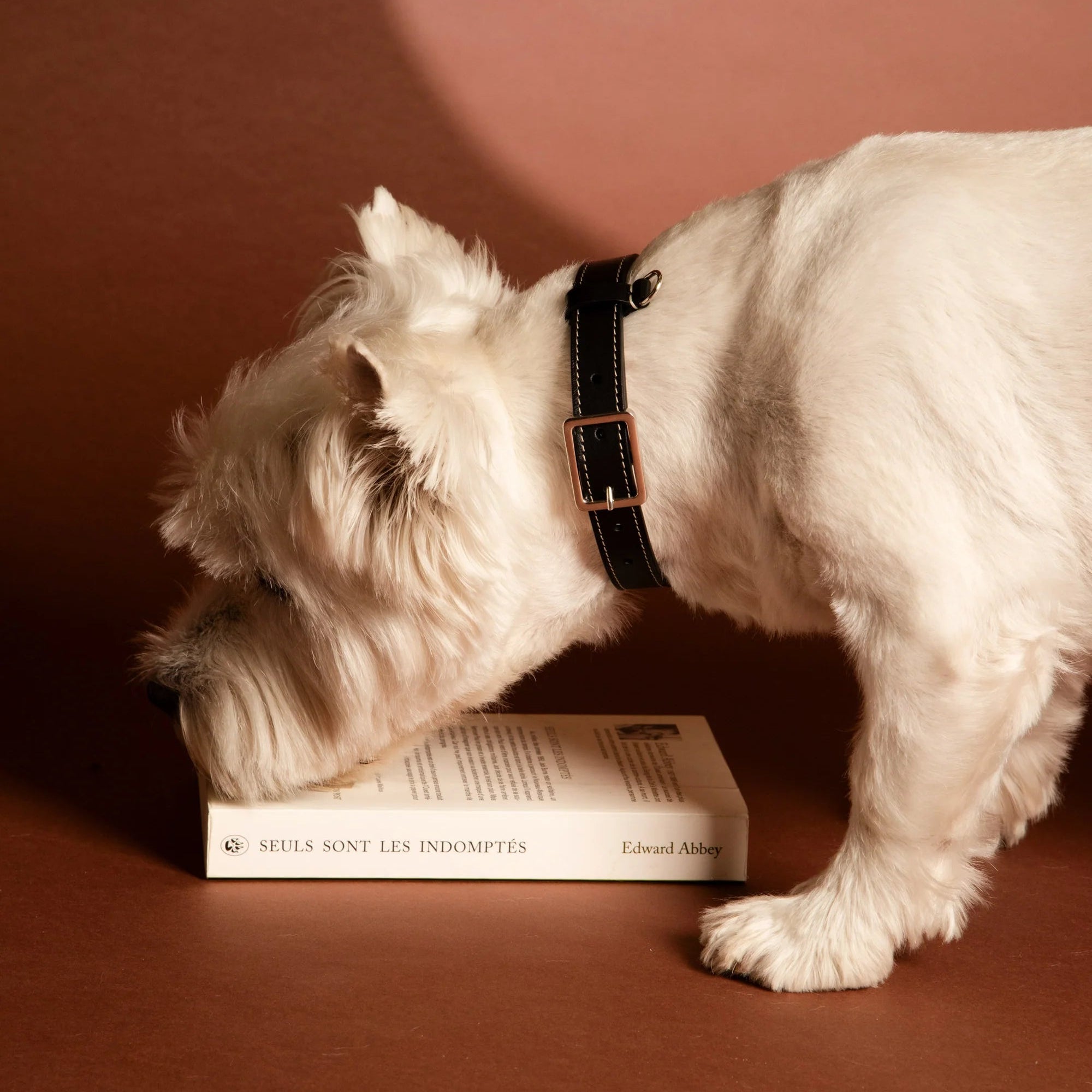 Collier pour chien en cuir made in France