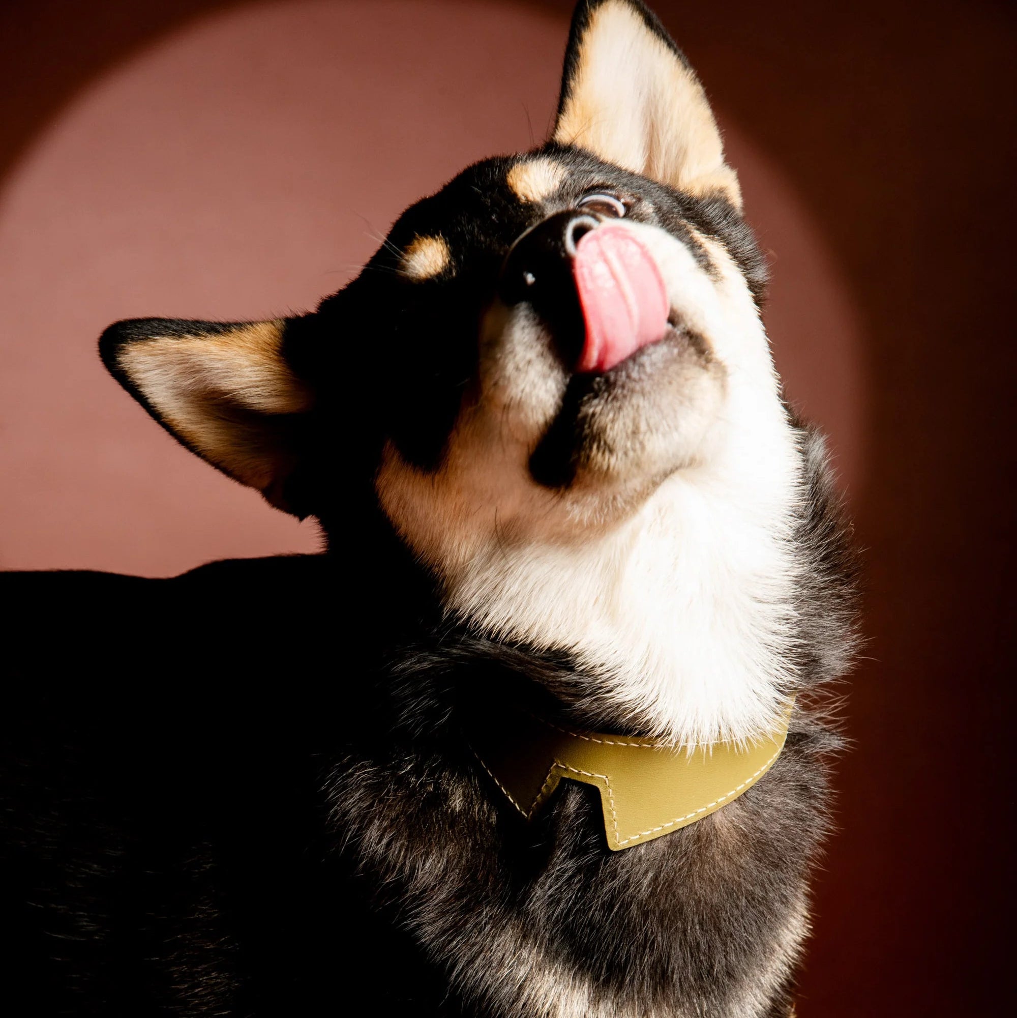 Collier de chien L'indompté VAINCOURT made in France