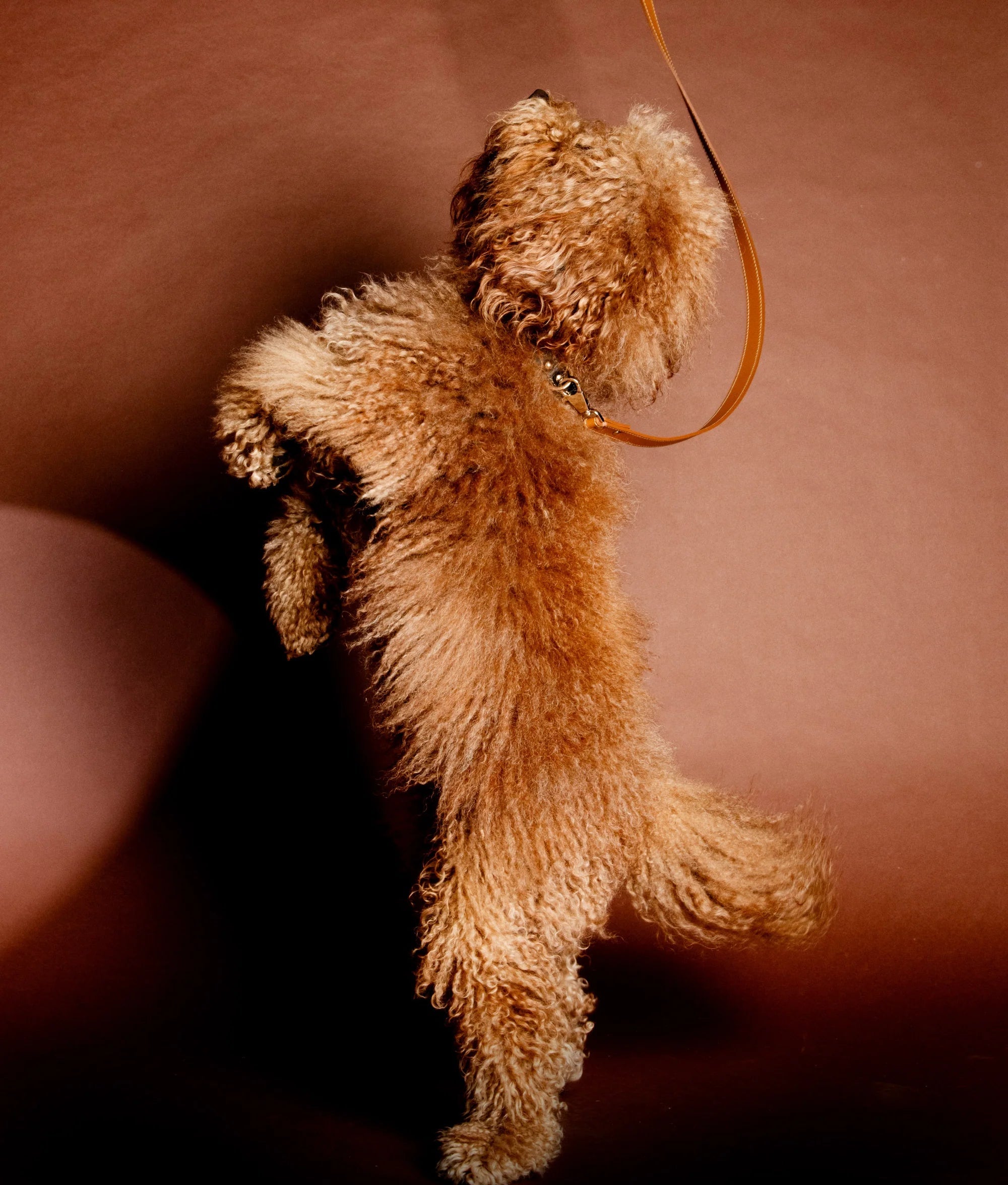 Laisse en cuir made in France