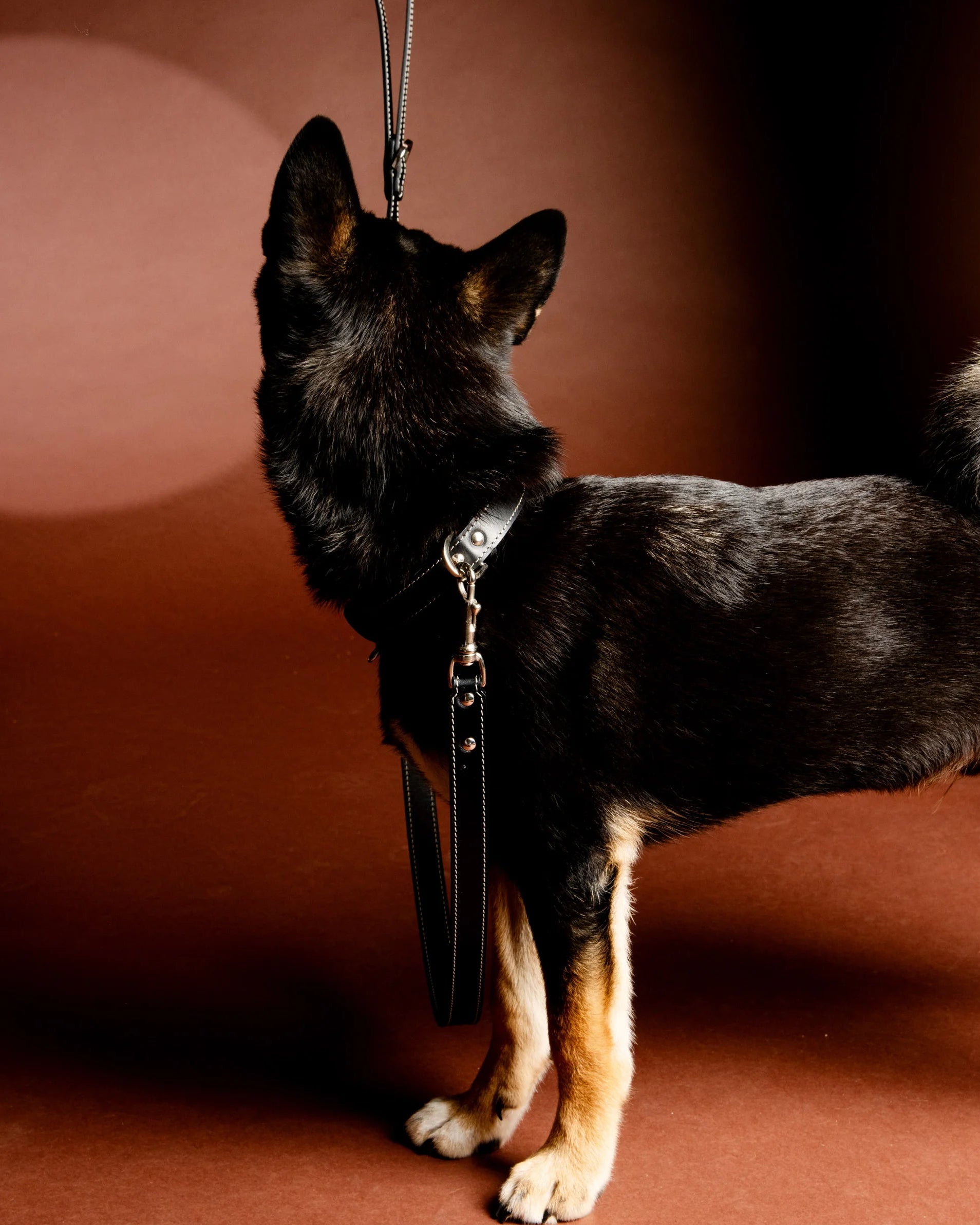 Laisse en cuir pour chien VAINCOURT made in France